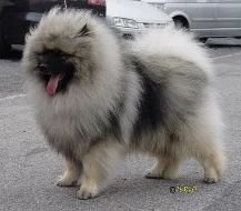 Keeshond / vlčí špic prodám štěňata s PP po kvalit